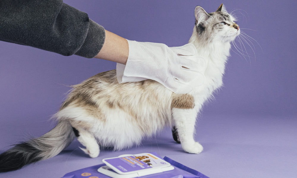 Regular Grooming
