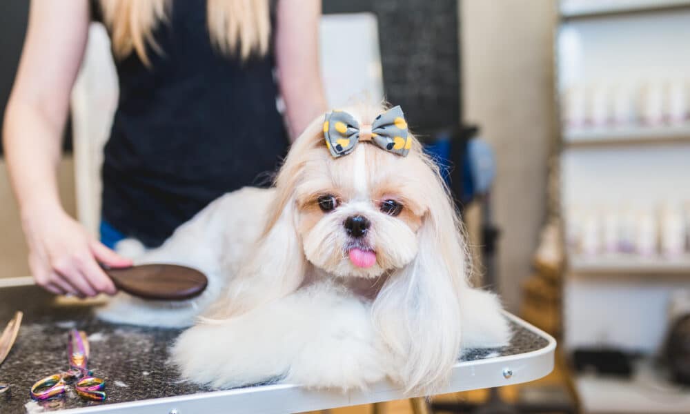 grooming experience